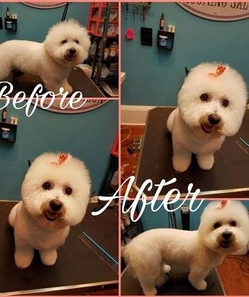 Bichon before and after grooming