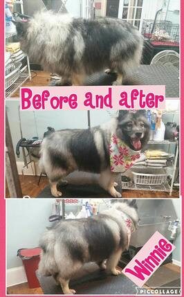 Winnie the dog, before and after grooming
