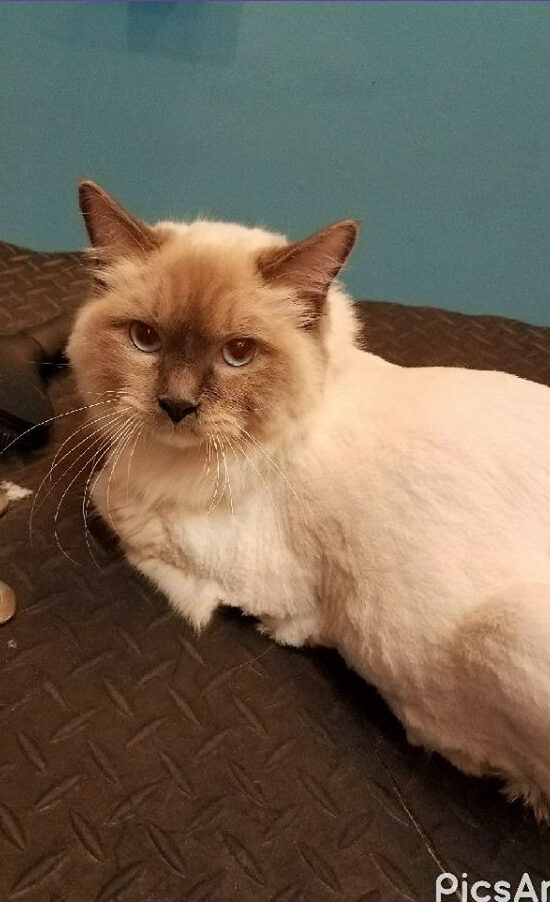 A calm, freshly groomed cat at Handsome Hound