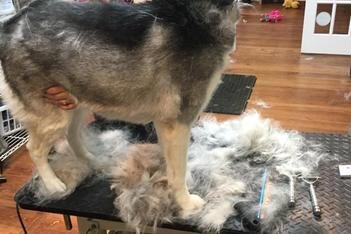 De-shedding results with removed undercoat