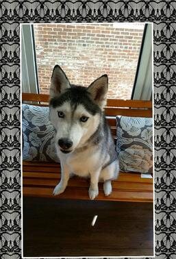 Husky posing after a groom
