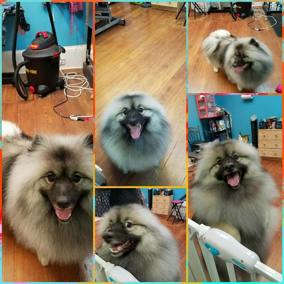 Fluffy Keeshond dogs freshly groomed