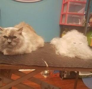 Cream Persian cat after grooming