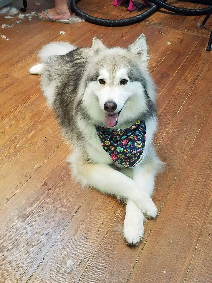 Freshly groomed husky relaxing at Handsome Hound
